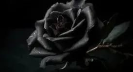 ilçemizdeki cenazeler