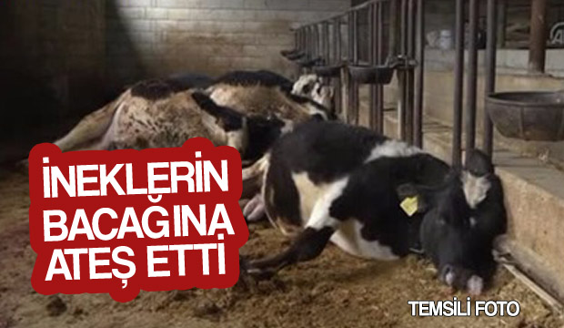 İneklerin Bacağına Ateş Etti