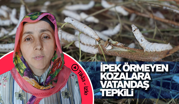 İpek Örmeyen Kozalara Vatandaş Tepkili