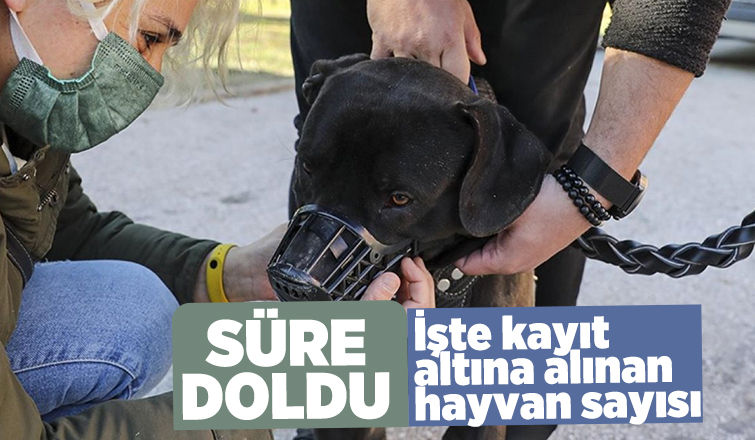 İşte kayıt altına alınan hayvan sayısı