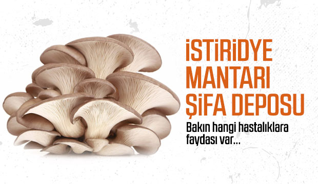 İstiridye mantarının faydaları