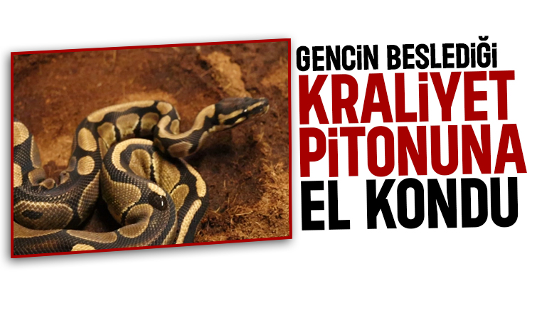 İşyerinde yapılan aramada piton bulundu