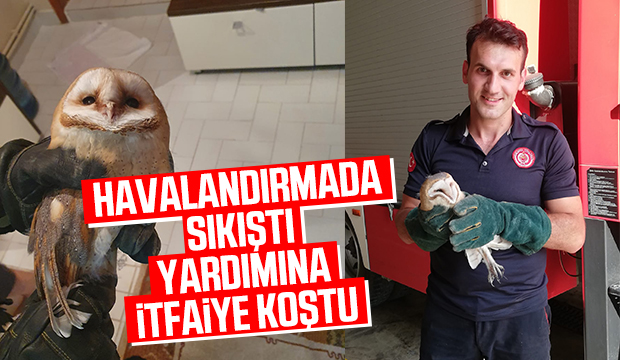 İtfaiyeden baykuş kurtarma operasyonu