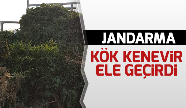 Jandarma 5486 Kök Kenevir Ele Geçirdi