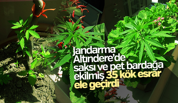 Jandarma'dan Esrar Operasyonu