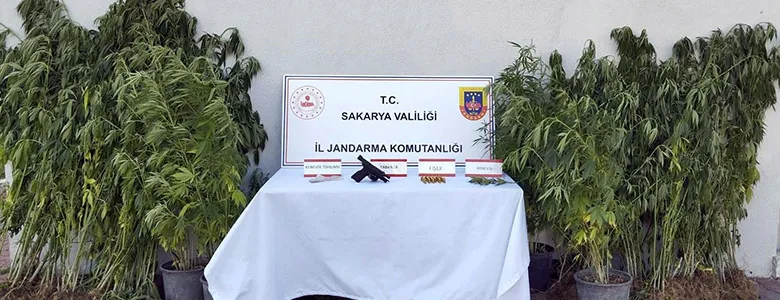 Jandarmadan kenevir operasyonu