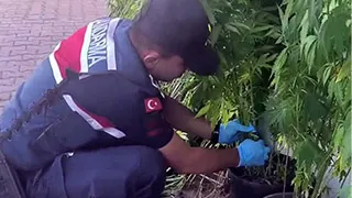 Jandarmadan kenevir operasyonu