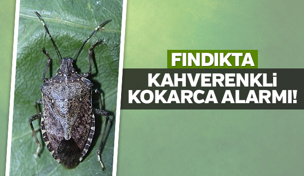 Kahverengi kokarca alarmı