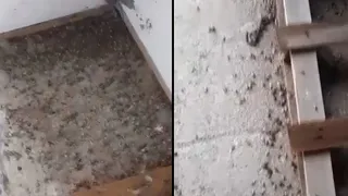 Kahverengi kokarca her yeri sardı!