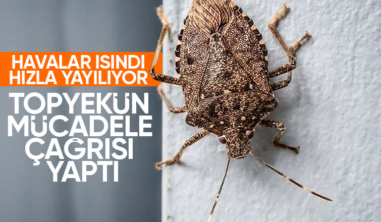 Kahverengi kokarca ile topyekün mücadele çağrısı