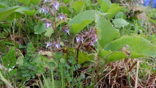 Kaldrik toplarken hayatını kaybetti