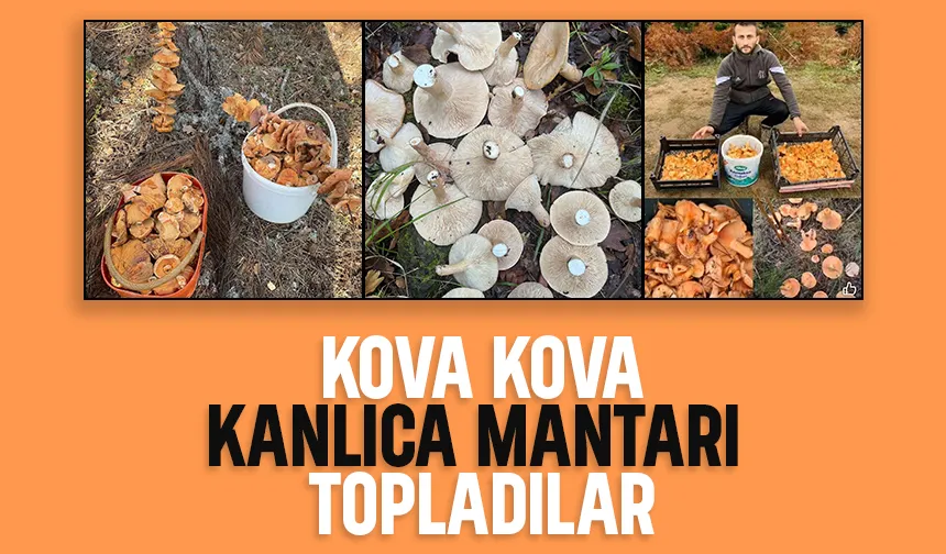 Kanlıca mantarı bereketi
