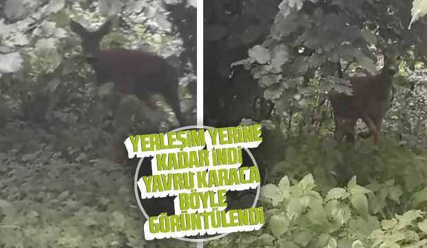 Karaca böyle görüntülendi