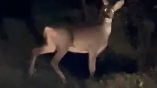 Karaca böyle görüntülendi