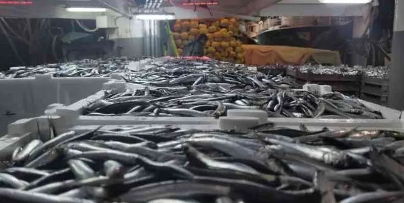Karadeniz'de hamsi bolluğu; 721 ton hamsi avladılar