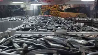 Karadeniz'de hamsi bolluğu; 721 ton hamsi avladılar