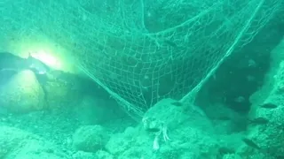 Karadeniz'de hayalet ağlar canlıları tehdit ediyor