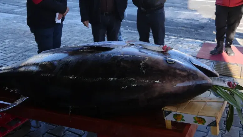 Karadeniz'der dev orkinos yakalandı