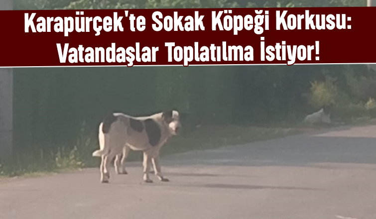Karapürçek'te başıboş köpek sorununa acil çözüm isteniyor