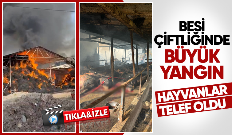 Besi çiftliğindeki yangında kurbanlıklar telef olmaması için kesildi