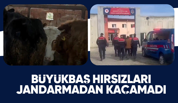 Karapürçek'te büyükbaş hayvan hırsızlığı operasyonu