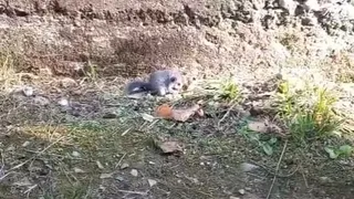 Karapürçek'te görüntülendi; Nesli tehlikede