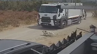 Karapürçek’te çöp kamyonu iki köpeği ezdi