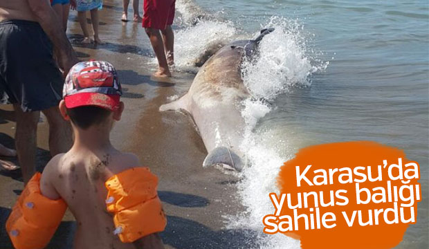 Karasu da Yunus Sahile Vurdu