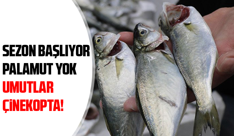 Karasulu balıkçılar çinekoptan umutlu