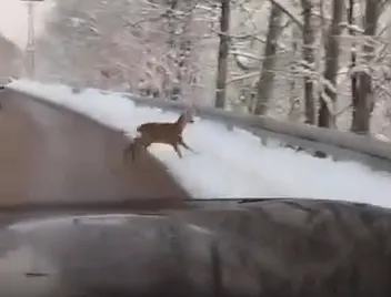 Karda Karaca Sürprizi