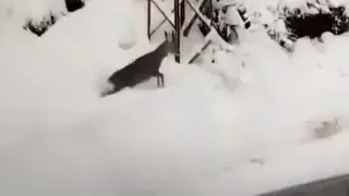 Karda Karaca Sürprizi