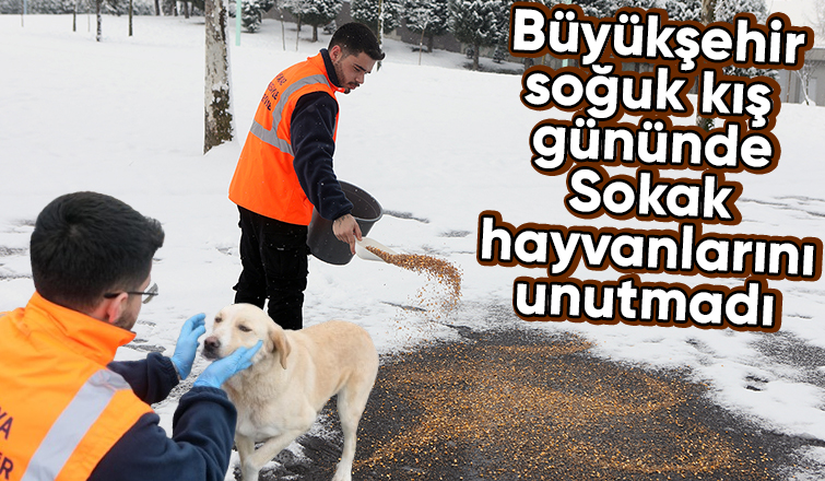 Karda sokak hayvanları unutulmadı
