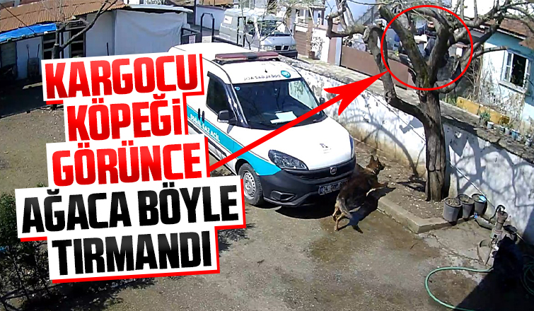 Kargocu köpeği görünce ağaca böyle tırmandı