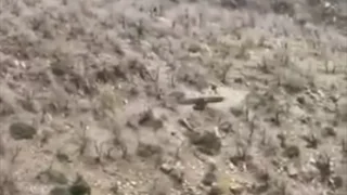 Kartal domuzu böyle avladı