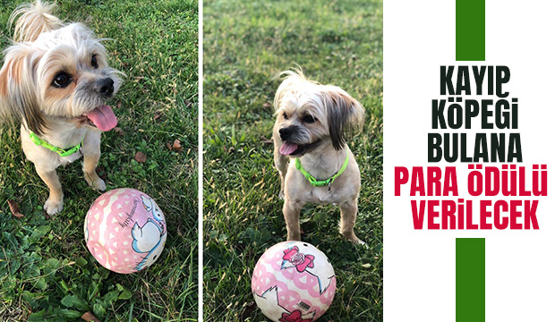 Kayıp köpeği bulana para ödülü verilecek