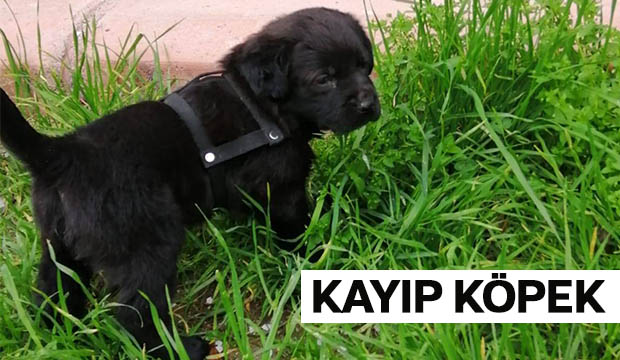 Kayıp Köpek