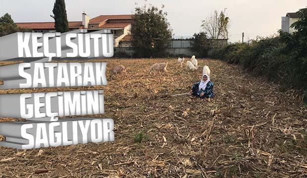 Keçi sütü satarak geçimini sağlıyor
