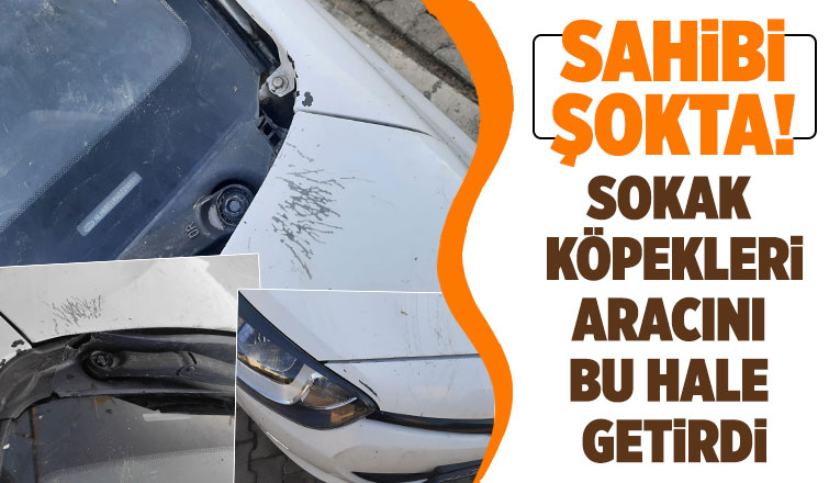 Kedi kovalayan sokak köpekleri otomobili parçaladı