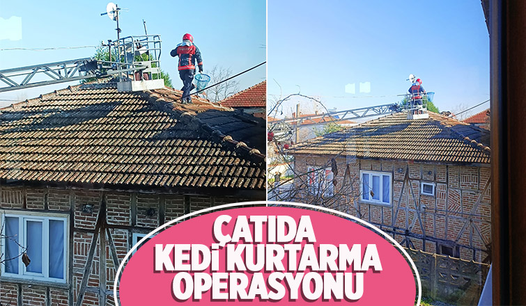 Kedinin yardımına itfaiye koştu