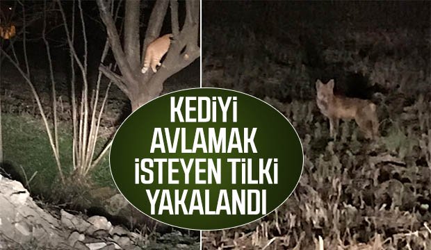 Kediyi avlamak isteyen tilki yakalandı