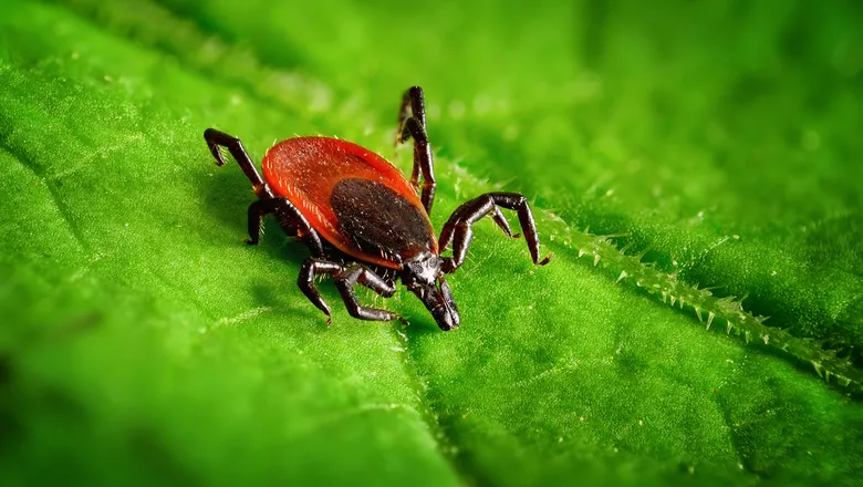 Kene Bolu'da can aldı
