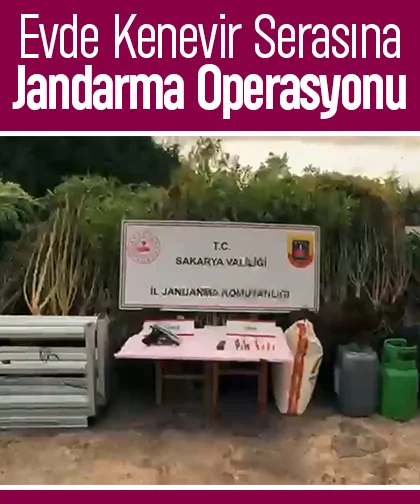 Kenevir tarlasını eve taşıdı: Operasyonla yakalandı