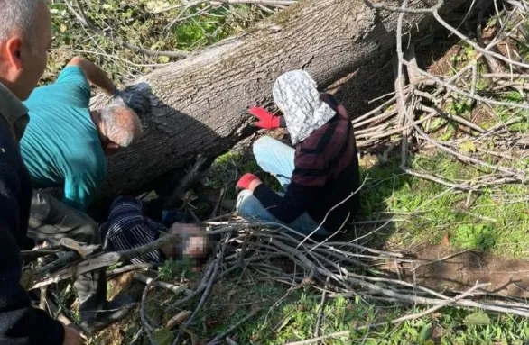 Kesilen ağacın altında kalıp öldü