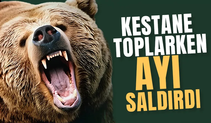 Kestane toplarken ayı saldırdı, hastanelik oldu