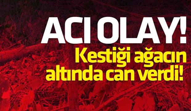 Kestiği ağacın altında can verdi