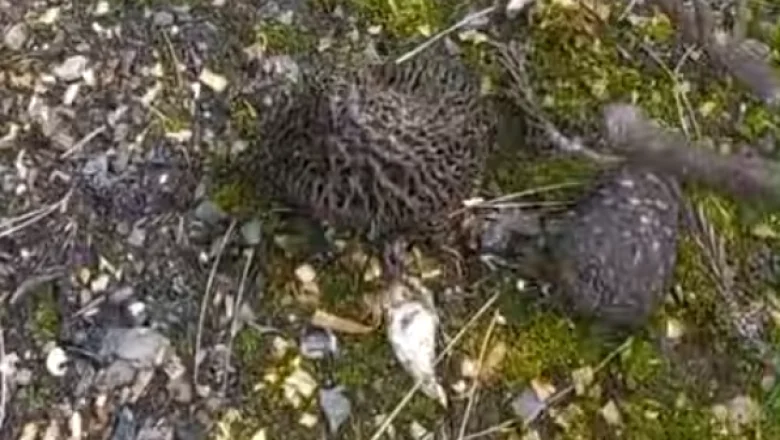 Kilosu 3 bin liraya satılıyor; Yanan ormanda topladı