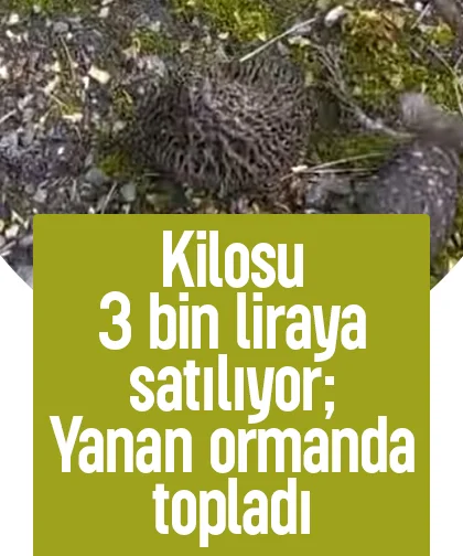 Kilosu 3 bin liraya satılıyor; Yanan ormanda topladı