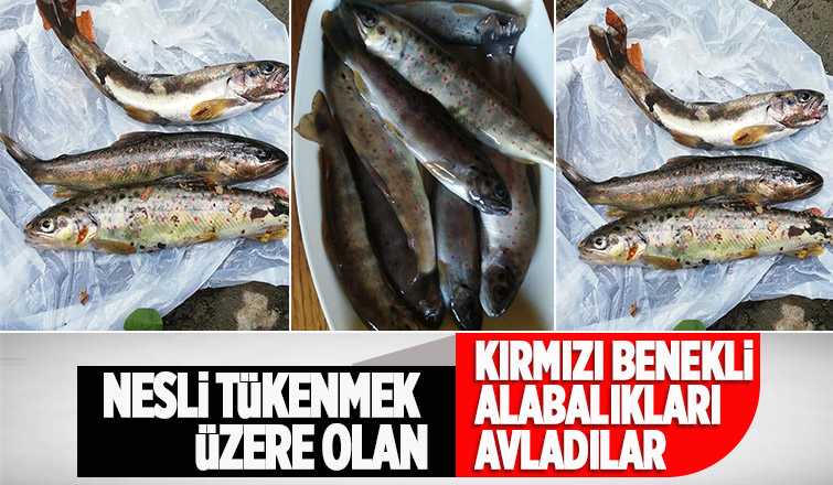 Kırmızı benekli alabalıkların avlanmasına tepki