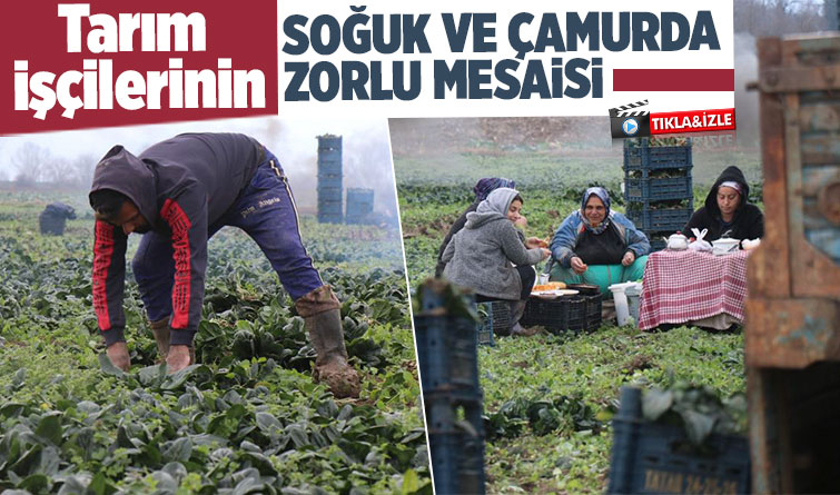 Kışın ortasında tarım işçilerinin zorlu mesaisi