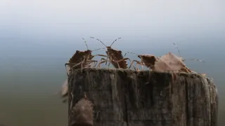 Kokarca böceği istilası o ilçeyi sardı